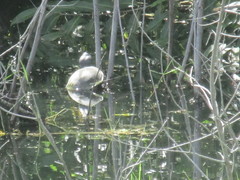 Mesoclemmys tuberculata