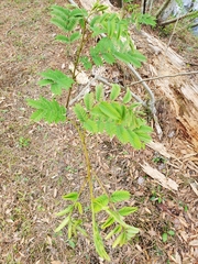 Albizia julibrissin julibrissin
