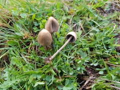 Panaeolus acuminatus