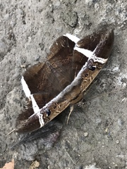 Hemeroblemma mexicana