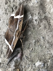 Hemeroblemma mexicana