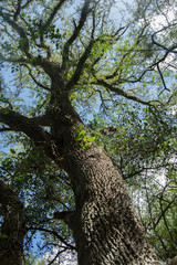 Acanthosyris spinescens