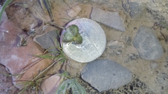 Androstephium breviflorum