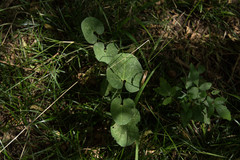 Aristolochia fimbriata
