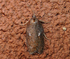 Acleris bowmanana