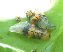 Ocyptamus gastrostactus