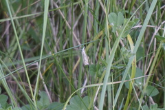 Crambus lathoniellus