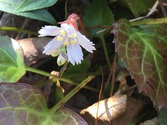 Shortia galacifolia