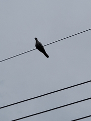 Streptopelia decaocto
