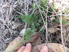 Polytaenia nuttallii