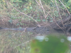 Mesoclemmys tuberculata