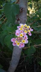 Lantana camara