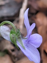 Viola riviniana