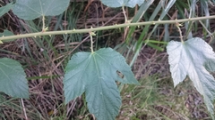 Rubus trianthus