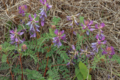 Astragalus crassicarpus