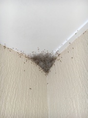 Oecophylla smaragdina