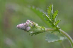 Sanguisorba hybrida