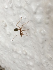 Oecophylla smaragdina