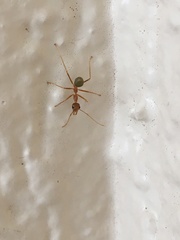 Oecophylla smaragdina