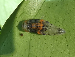 Ocyptamus gastrostactus