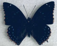 Charaxes numenes neumanni