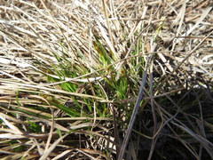Carex umbellata