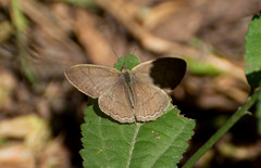 Paryphthimoides poltys