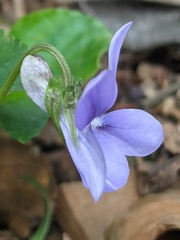 Viola riviniana