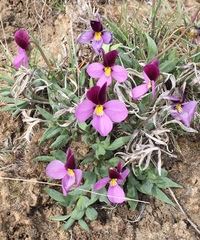Viola trinervata