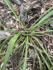 Yucca rupicola