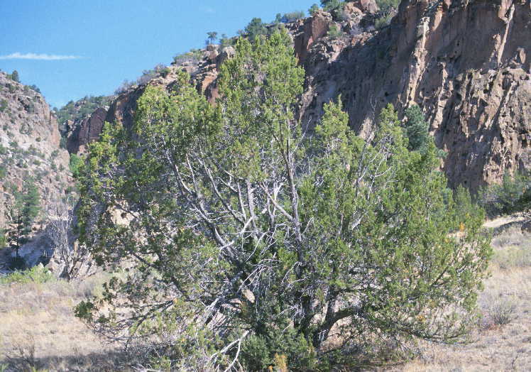 One-Seed Juniper (Plants Of Lathrop State Park) · INaturalist