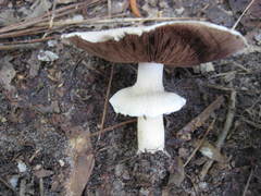 Agaricus pocillator