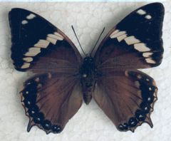 Charaxes numenes neumanni