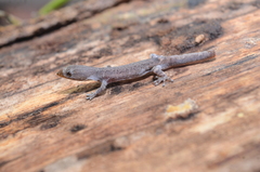 Sphaerodactylus millepunctatus