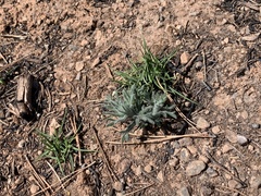 Teucrium pseudochamaepitys