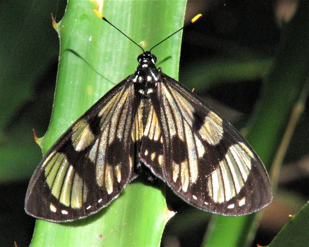 Prometheus heliconioides