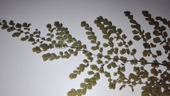 Adiantum concinnum