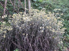 Achyrocline flaccida