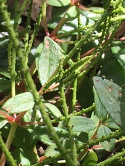 Peperomia comarapana