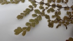 Adiantum concinnum