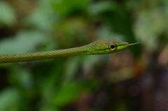 Oxybelis brevirostris