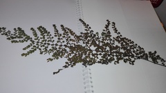 Adiantum concinnum