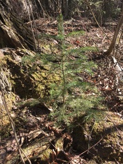 Picea glauca