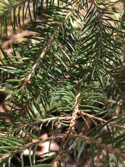 Picea glauca