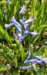 Hyacinthus