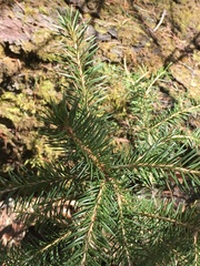 Picea glauca