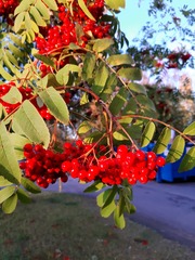 Sorbus aucuparia