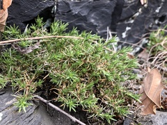 Scleranthus perennis