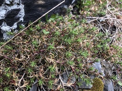 Scleranthus perennis