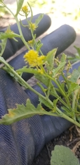 Rorippa curvisiliqua